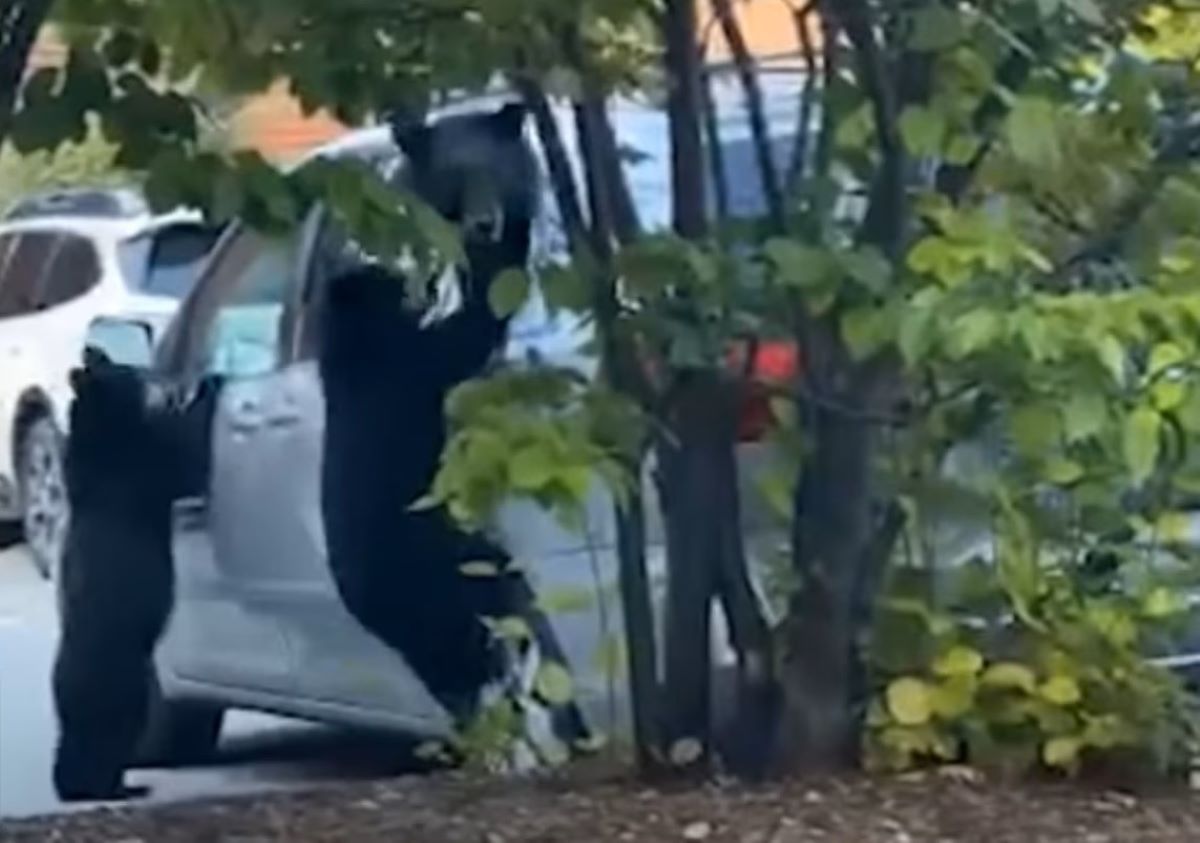 Mama bear and cubs stealing food from car