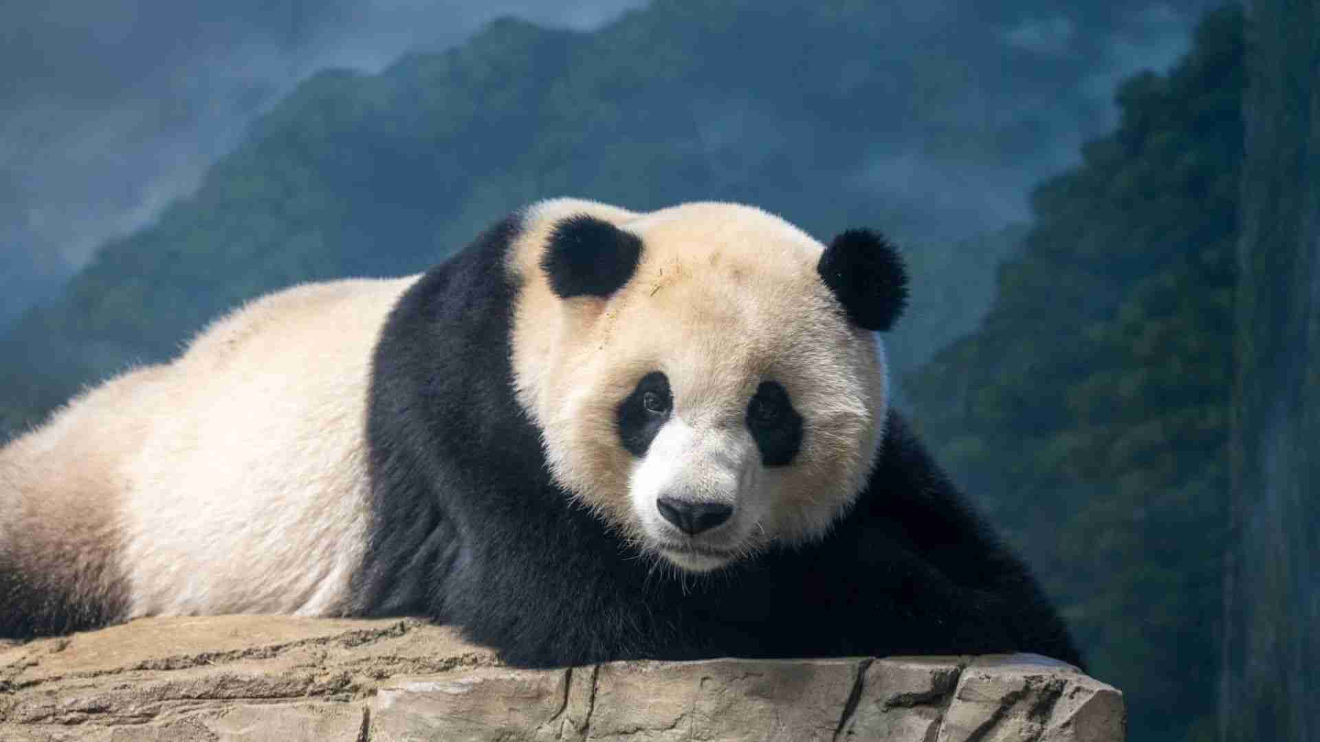 Finland to return giant pandas