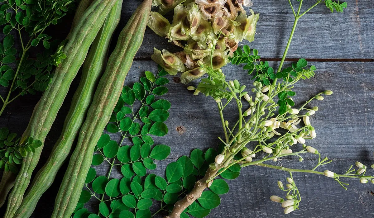 Moringa leaves