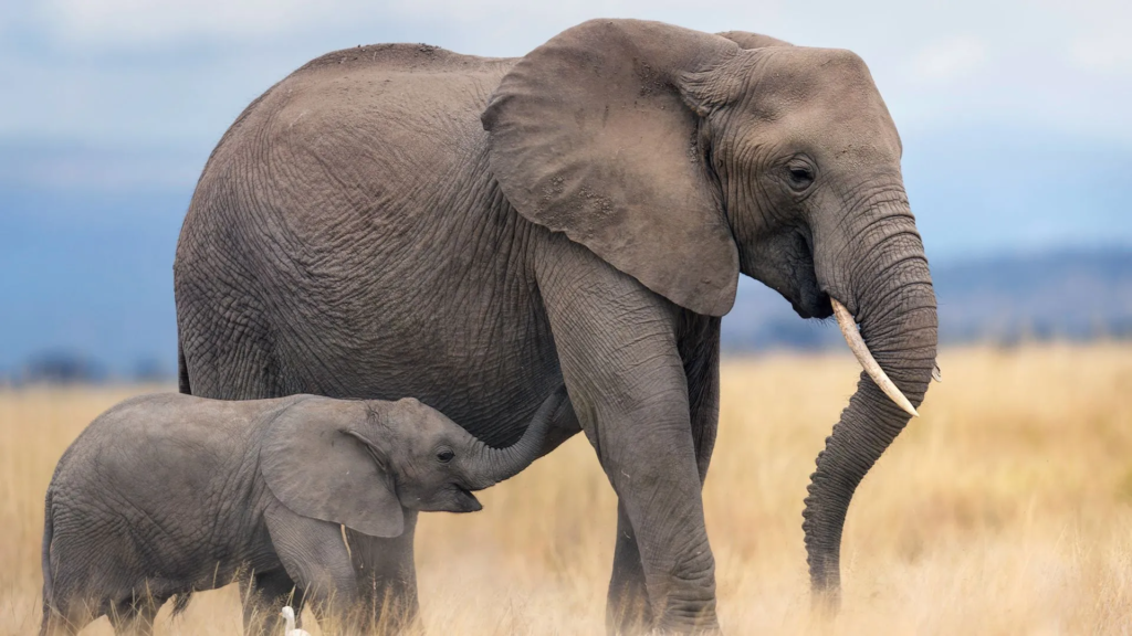 Namibia Plans to Kill Elephants for Meat