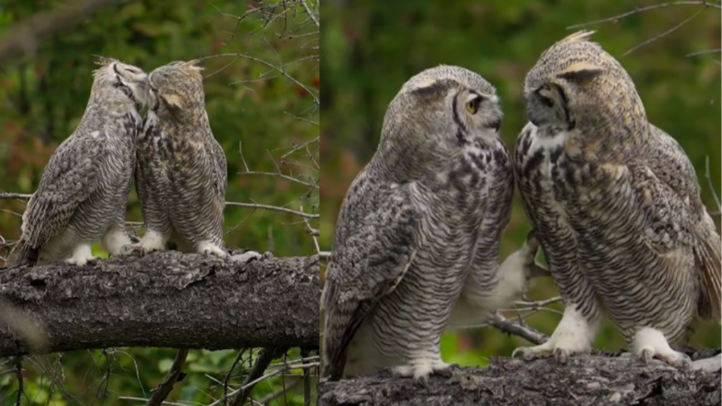 Rare owl Romance
