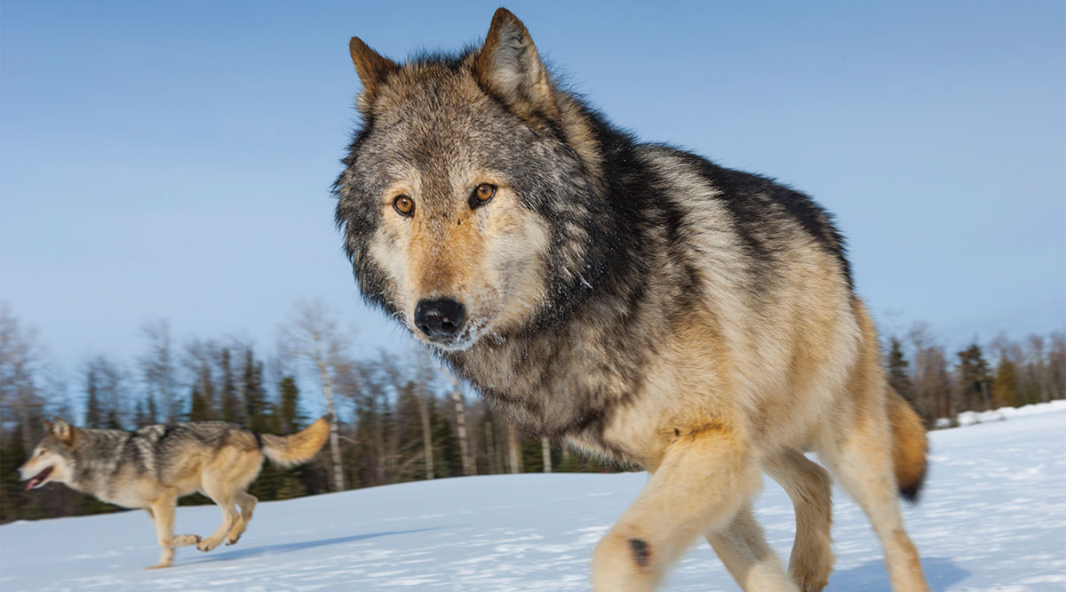 Gray wolves