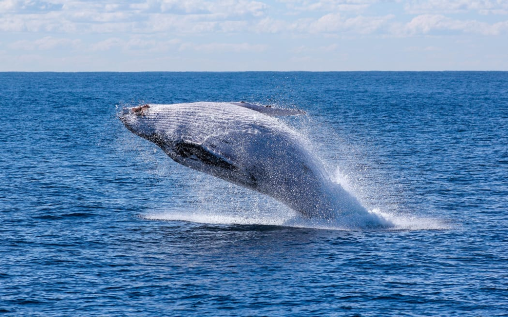 Arnoux's beaked whales