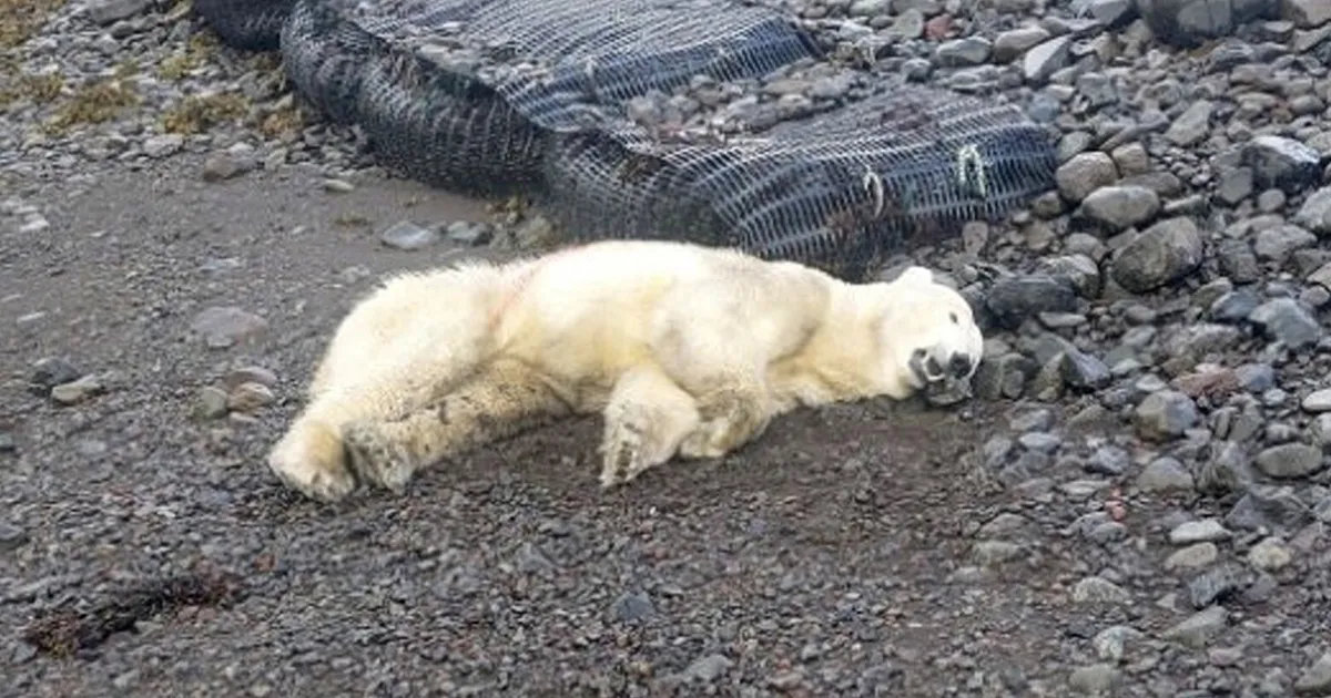 polar bear