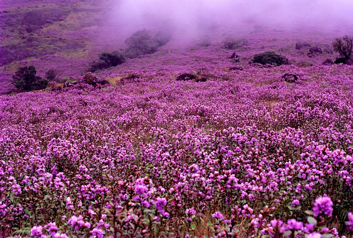 Neelakurinji Flowers Bloom in Nilgiri After 12 Years