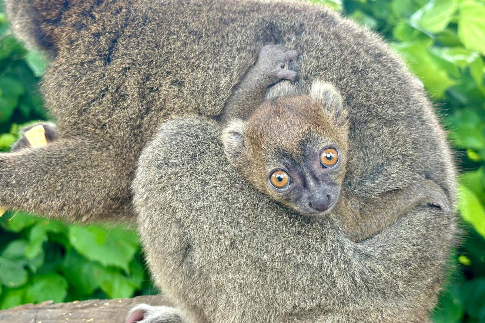 Lemur Born at Cotswold