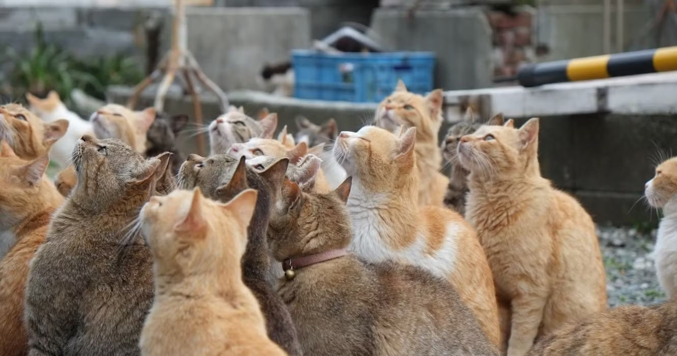 Tashirojima