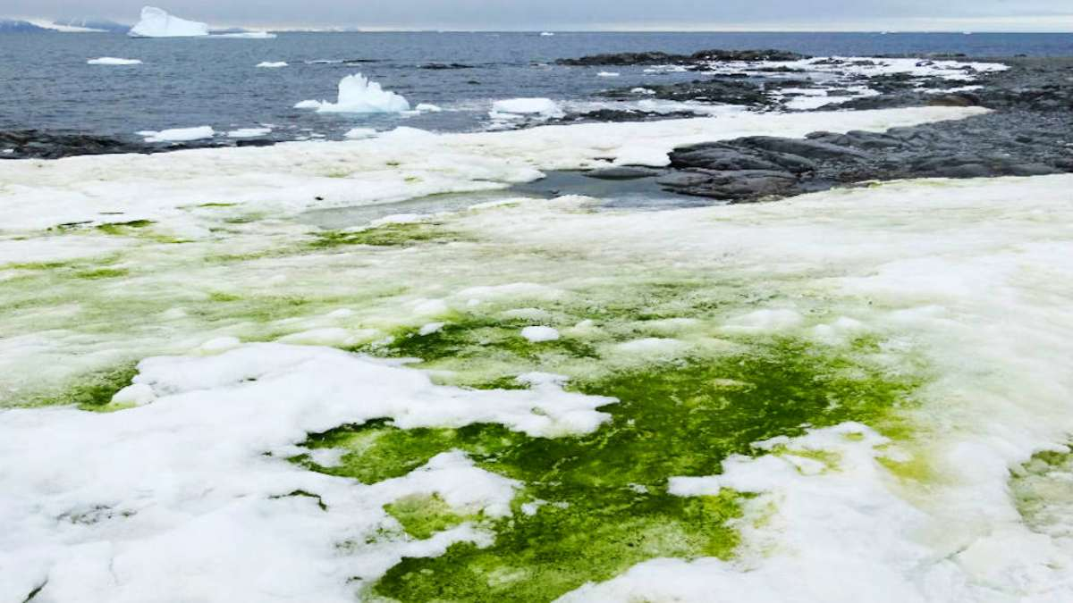 Antarctica turning green