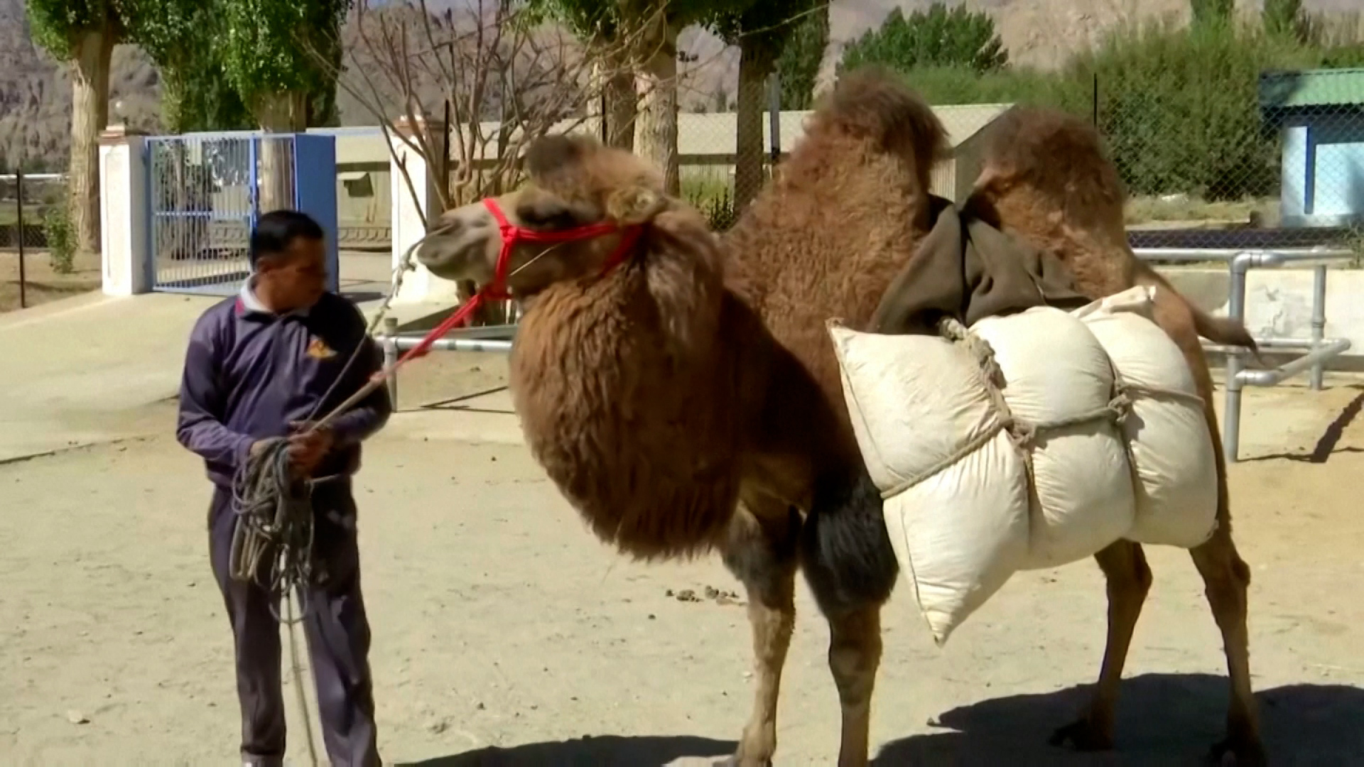 2 Humped Camels Being Trained for Patrolling and Carrying Equipment for Army in Ladakh