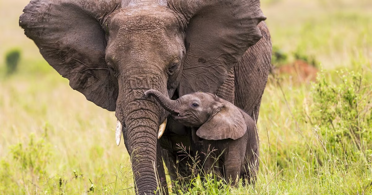 Mother Elephant Dragging Body of Dead Calf