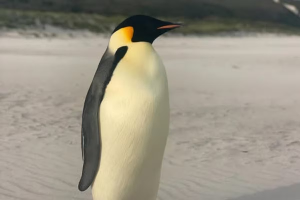 emperor penguin