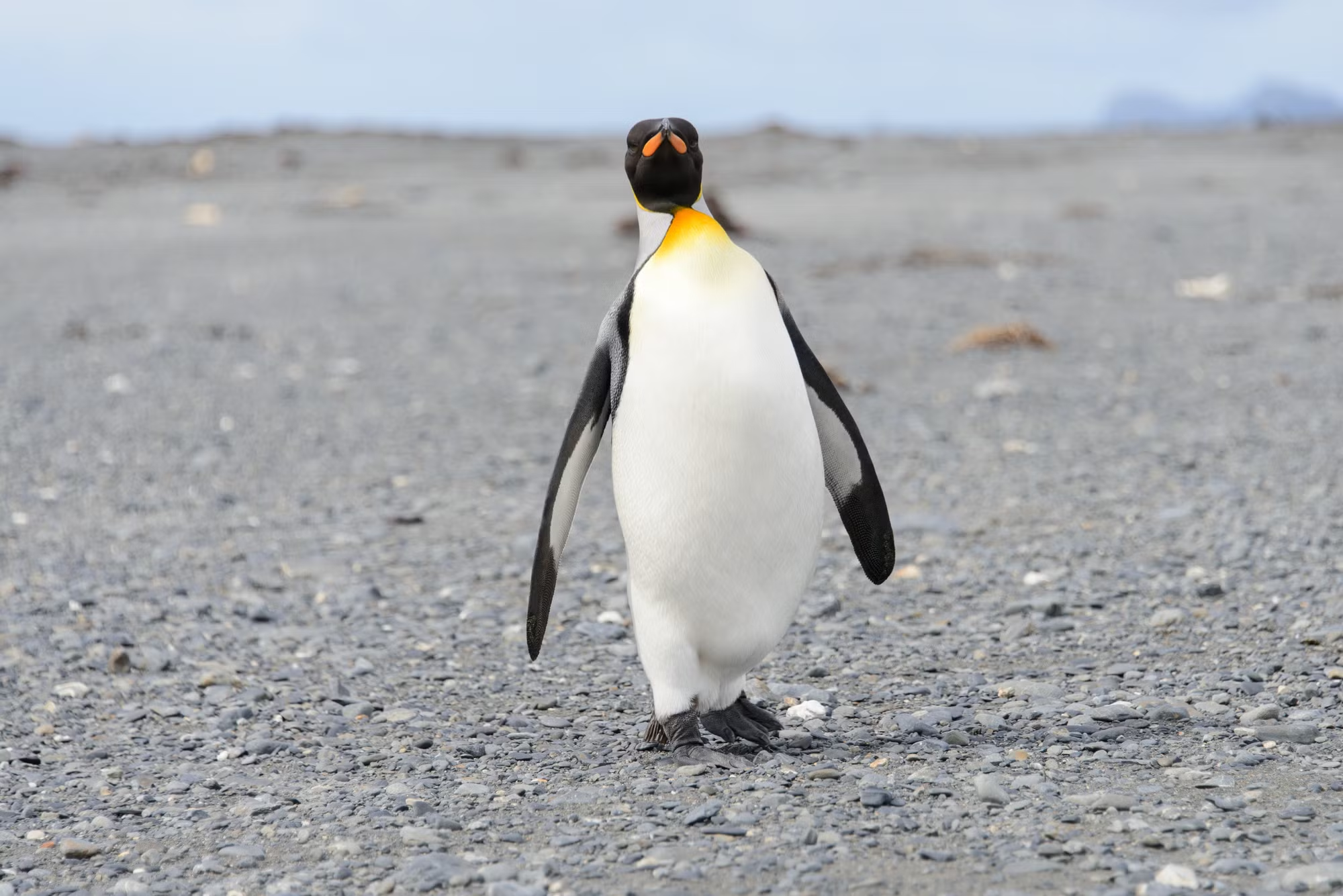 Penguin