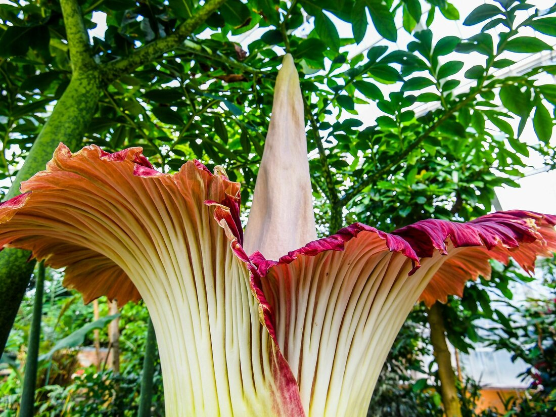 corpse flower blooms