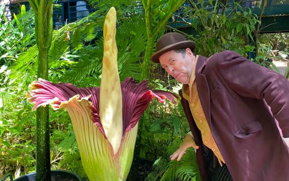 Corpse Flower Blooms