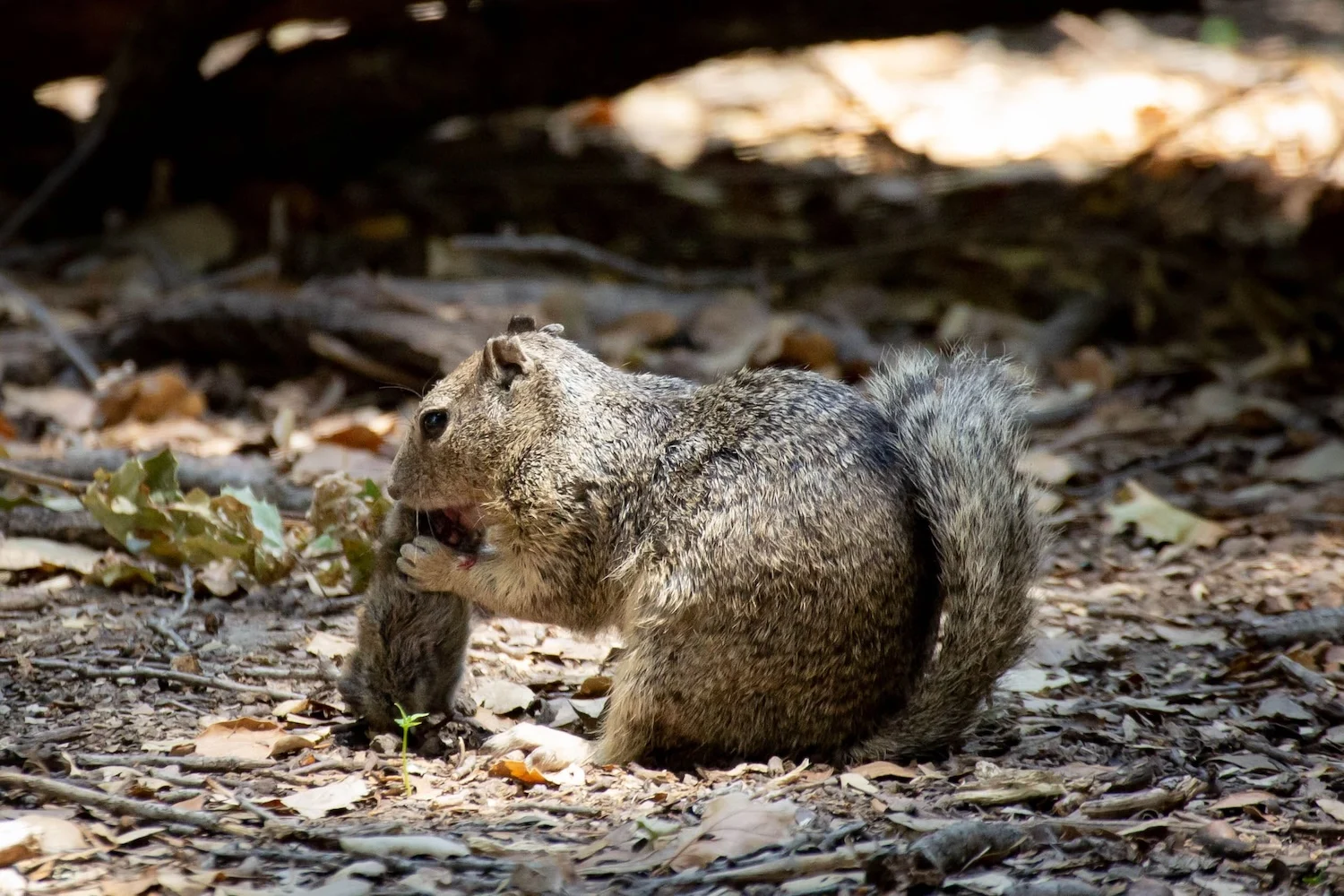 Squirrel Caught Hunting