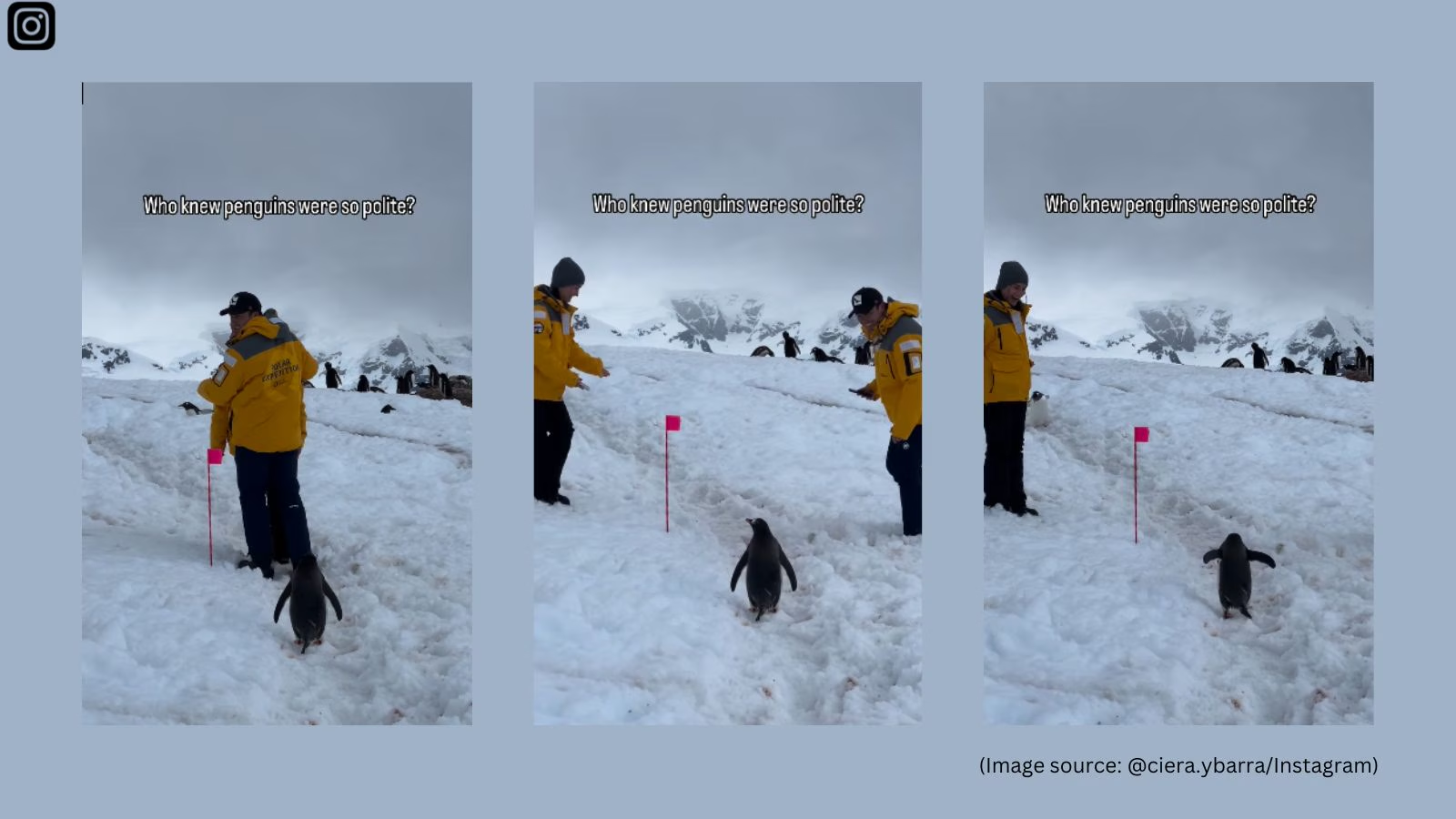 Viral video of penguin