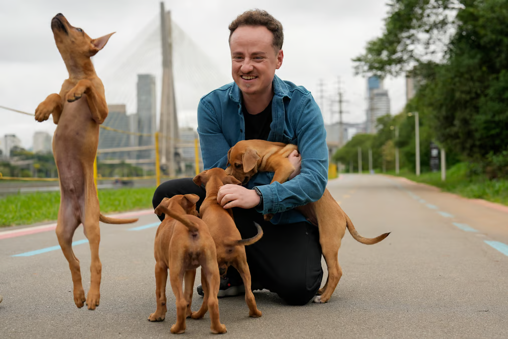 caramel-coloured street dogs