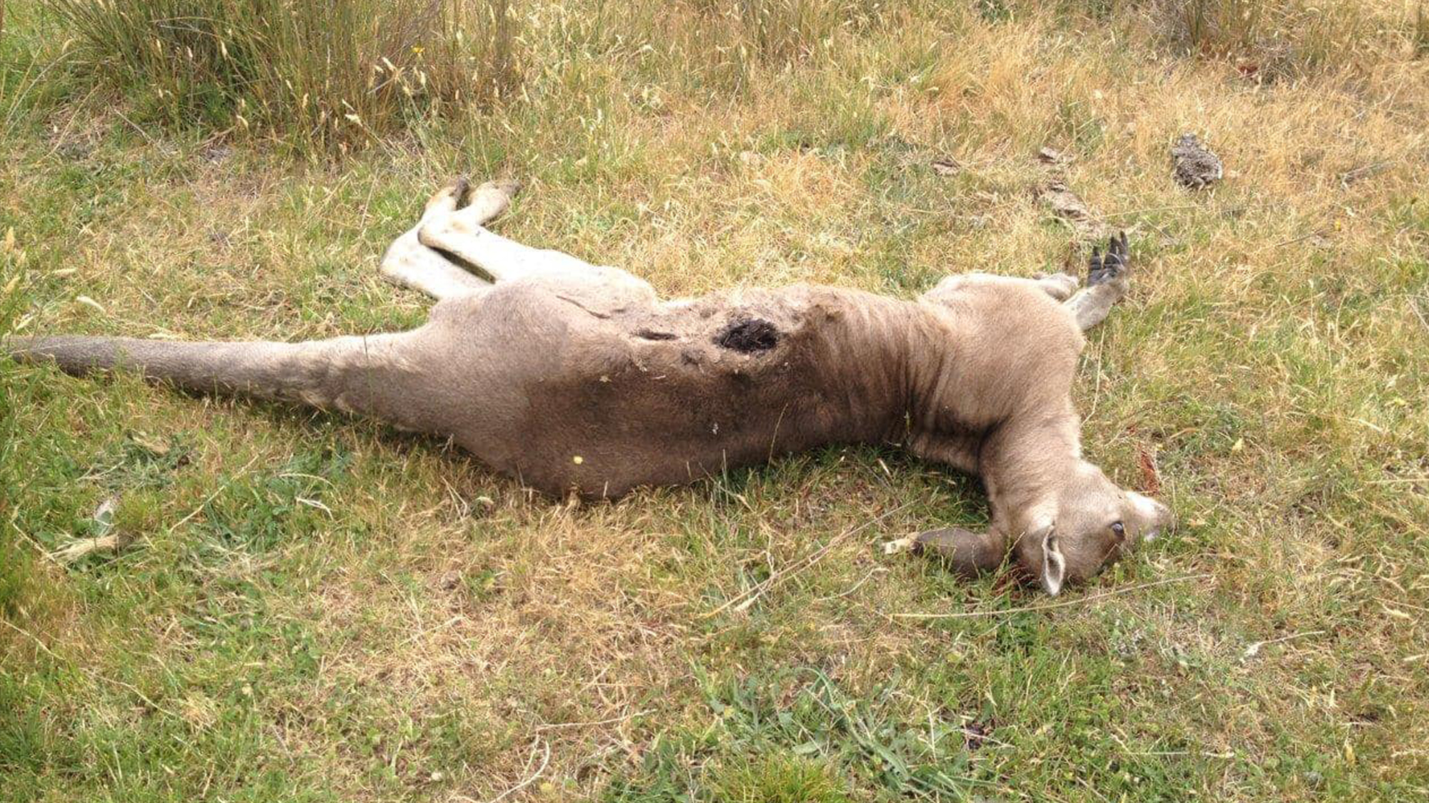 47-Year-Old Man Who Killed 100 Kangaroos