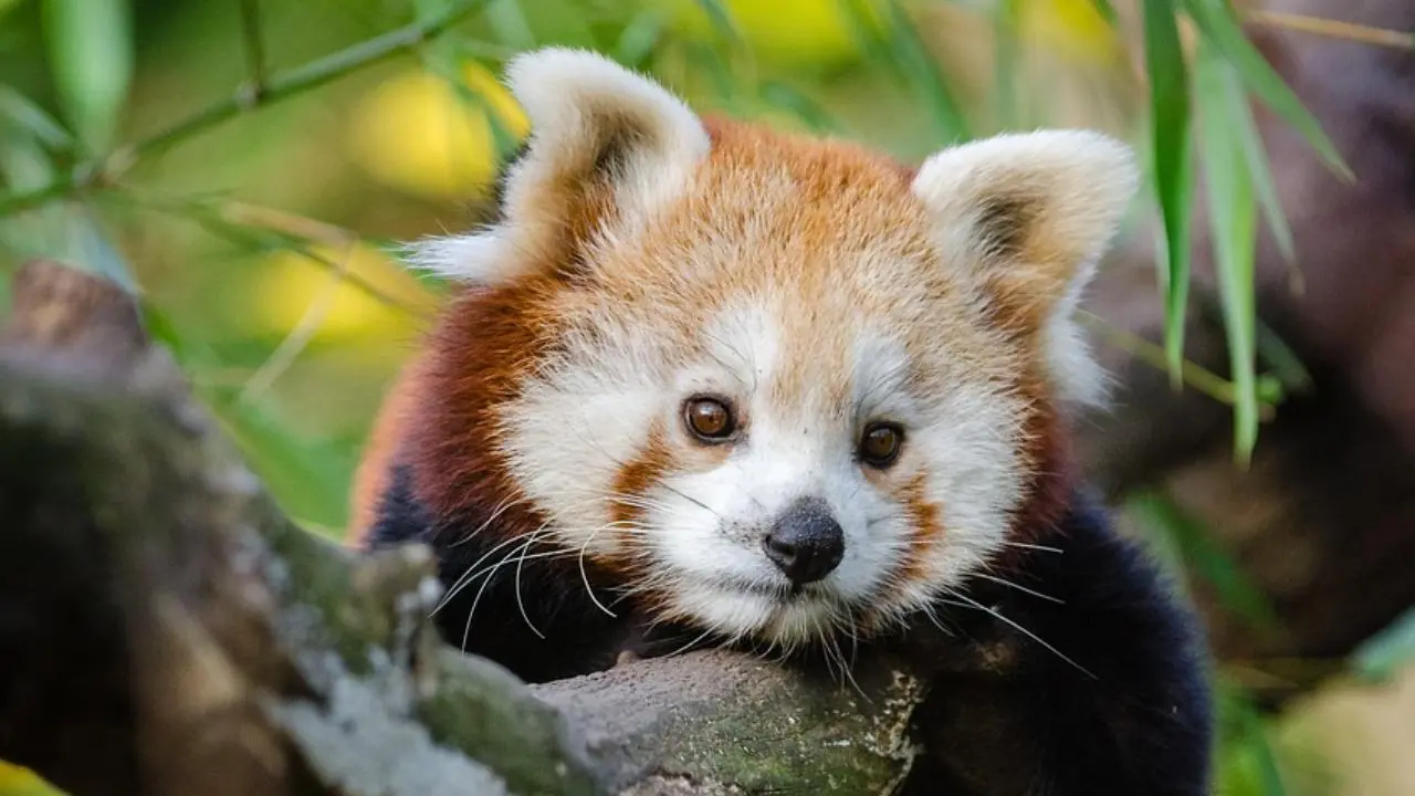 red pandas arrive in West Bengal