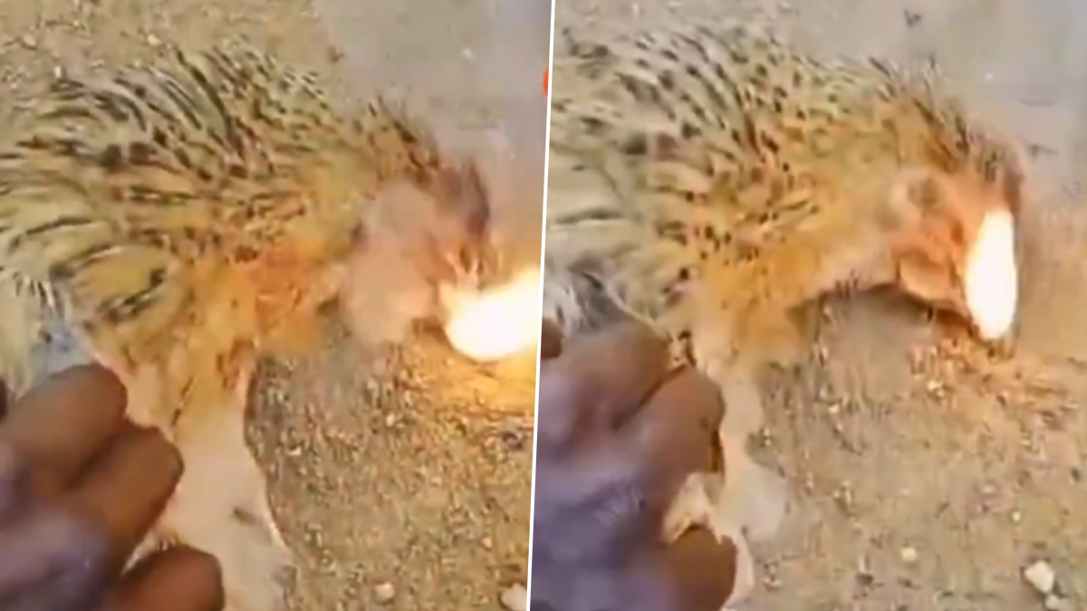 Dead Chicken Emitting Fire from Mouth