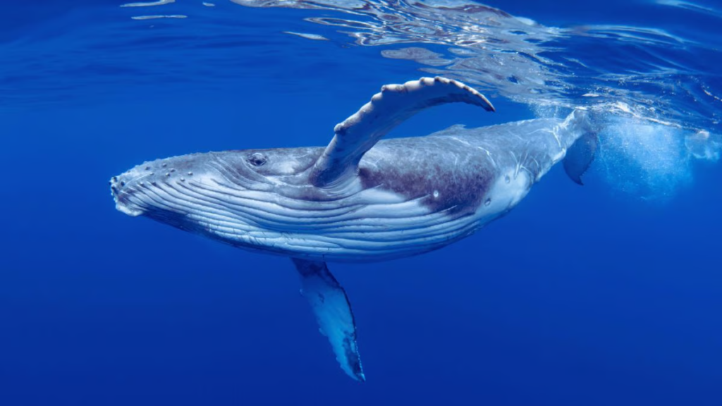 humpback whale