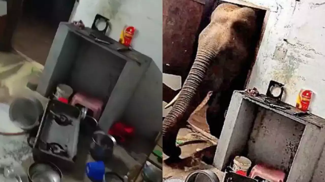 Elephant Entered the House in Coimbatore