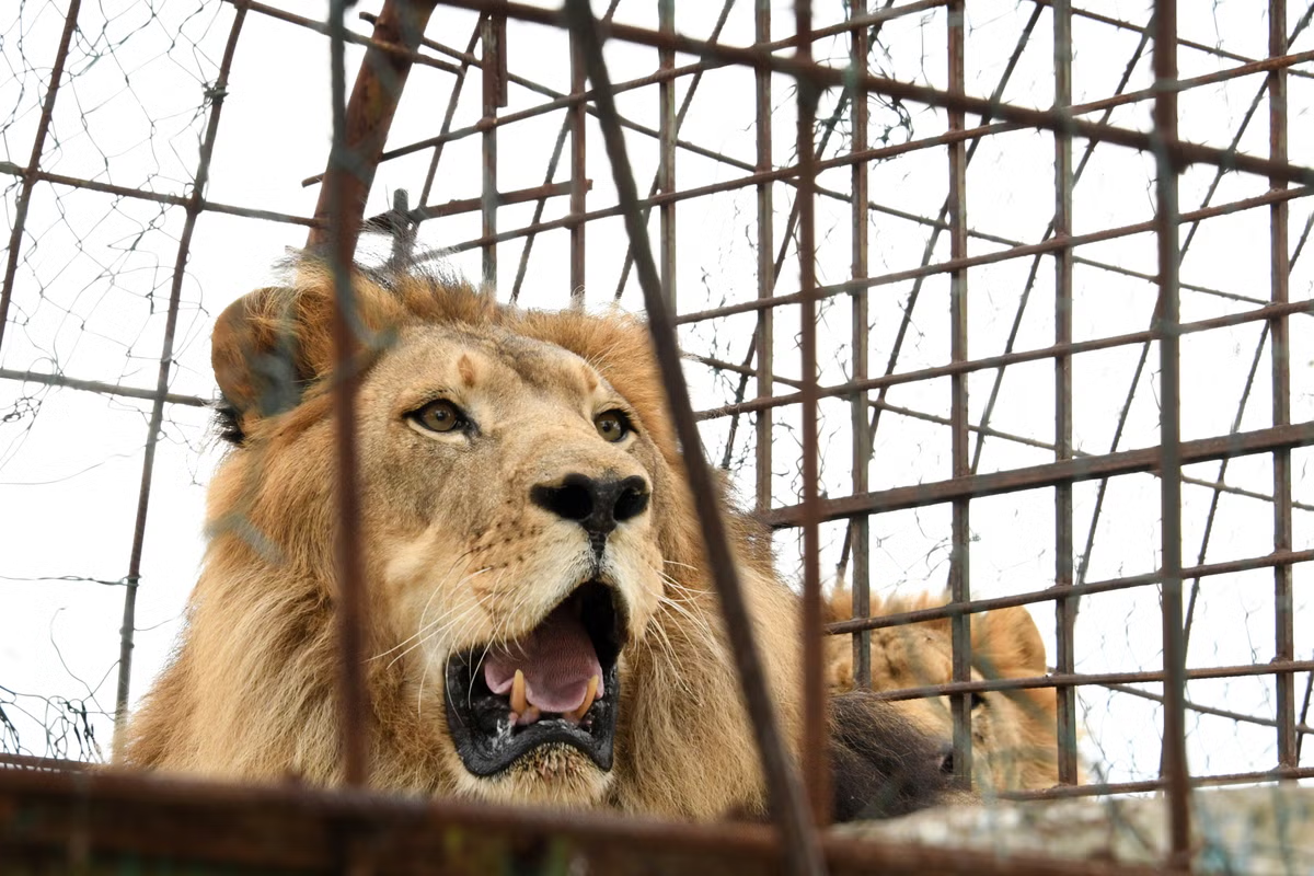 Shooting TikTok Video with Caged Lion