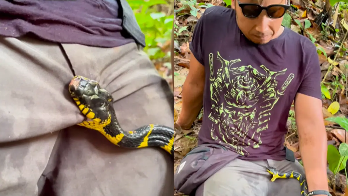 Snake bites influencer's private parts