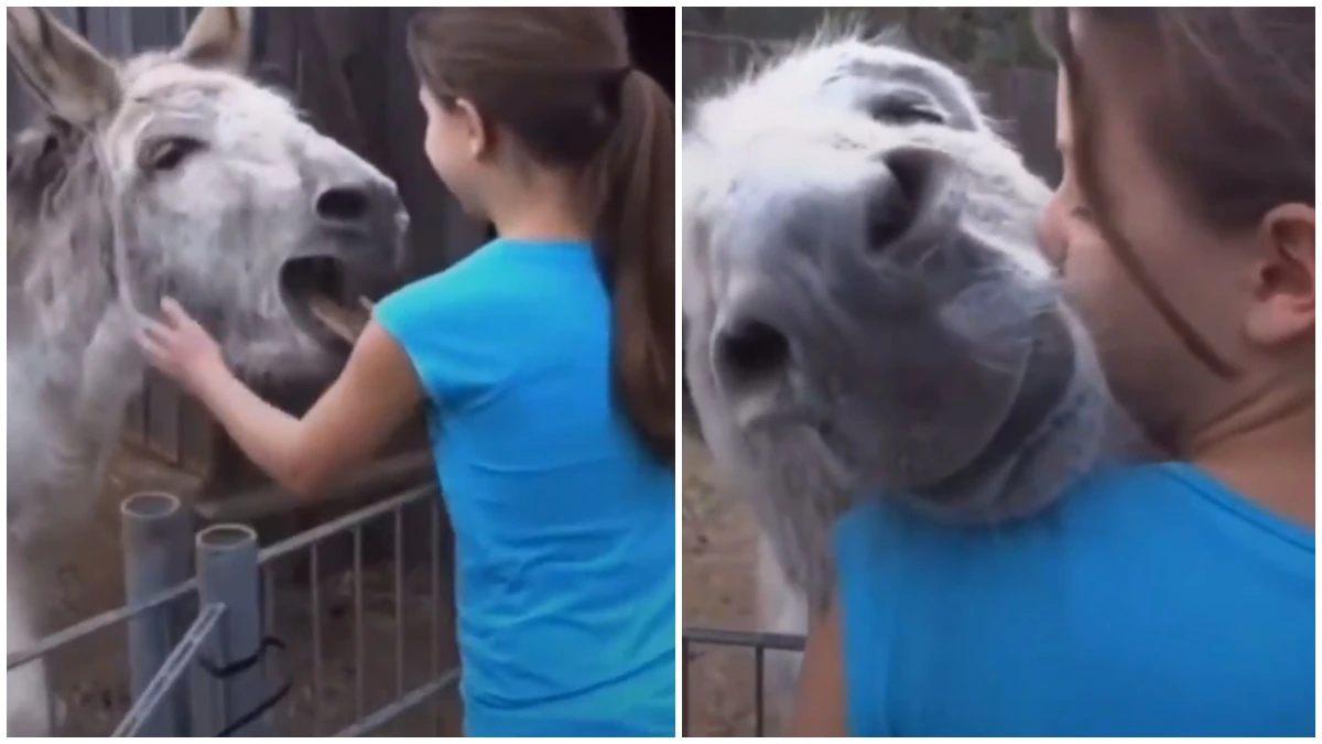 Reunion of Donkey with the Girl Who Raised Him