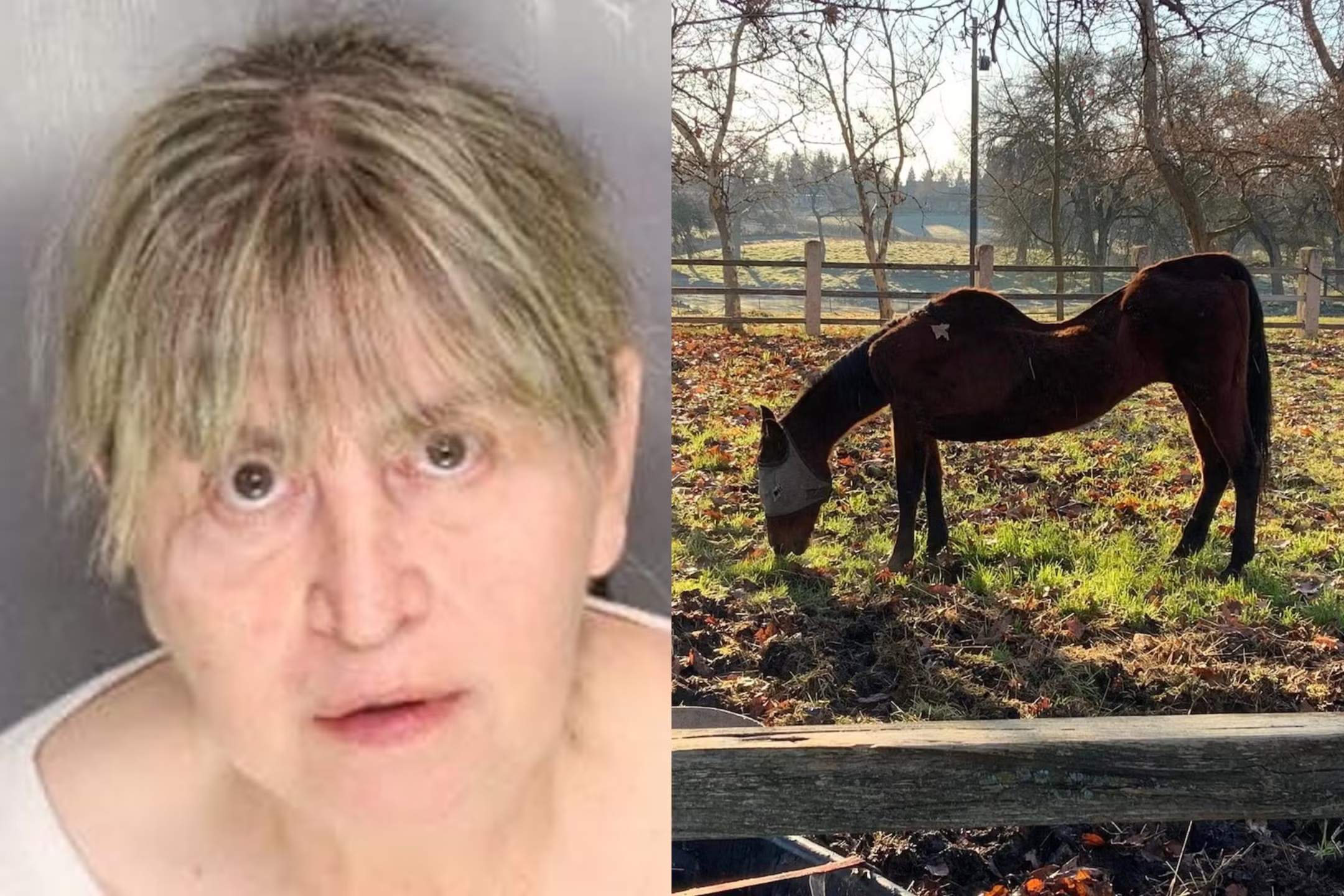 Jan Johnson Arrested After 27 Horses Found Dead Across Her Properties in California