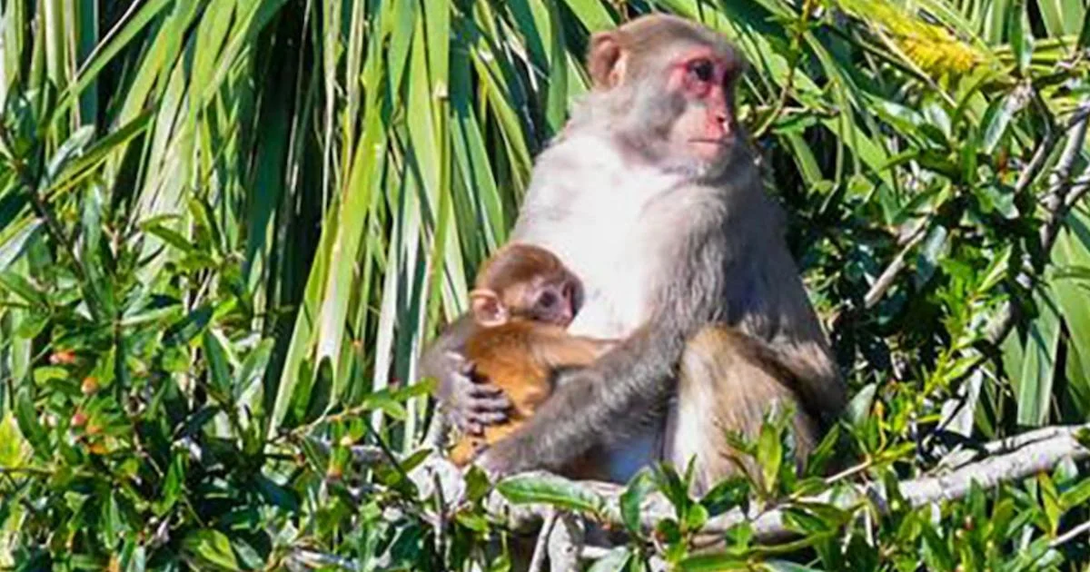 Escaped South Carolina Lab Monkeys