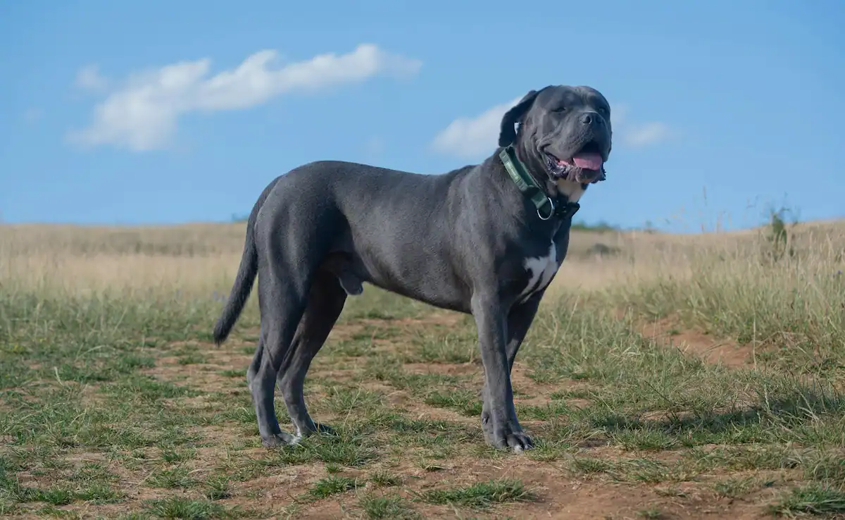 Cane Corso