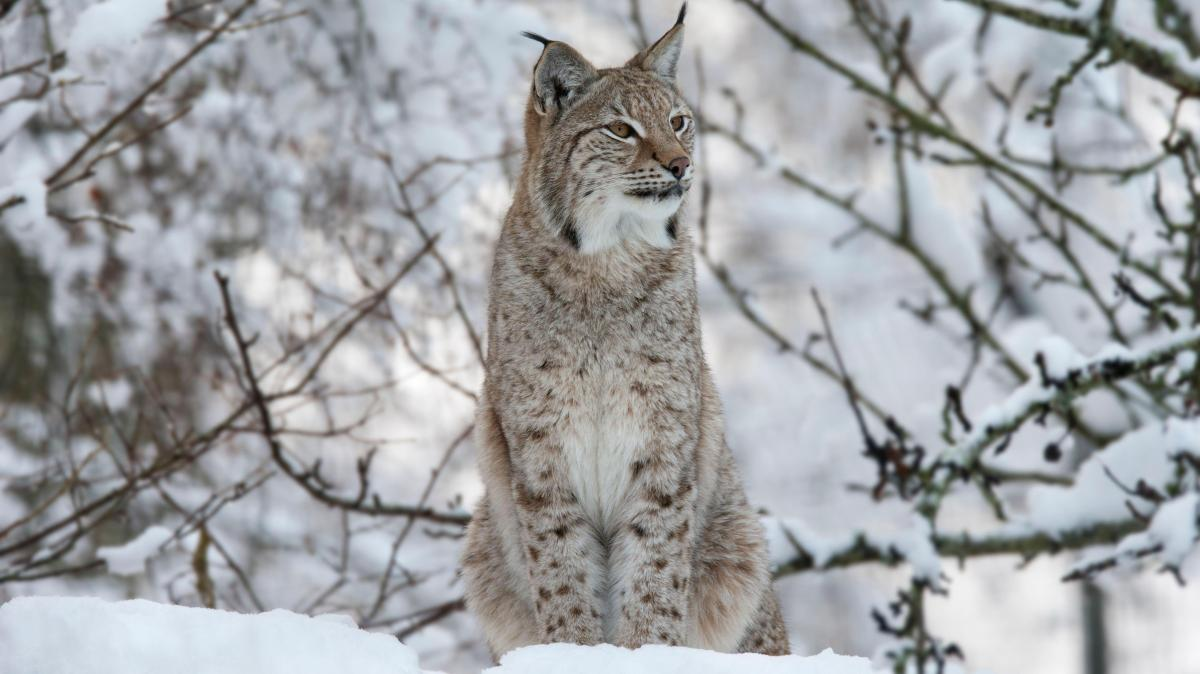 Lynx Released Illegally into Highland