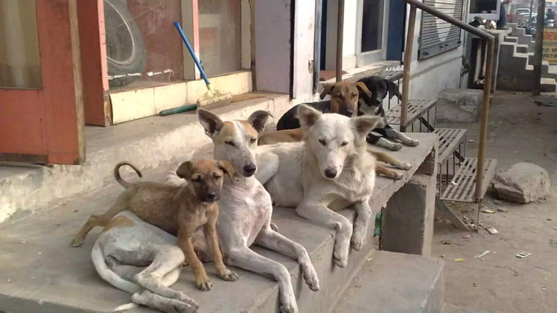 Morocco to Euthanise 3 Million Stray Dogs