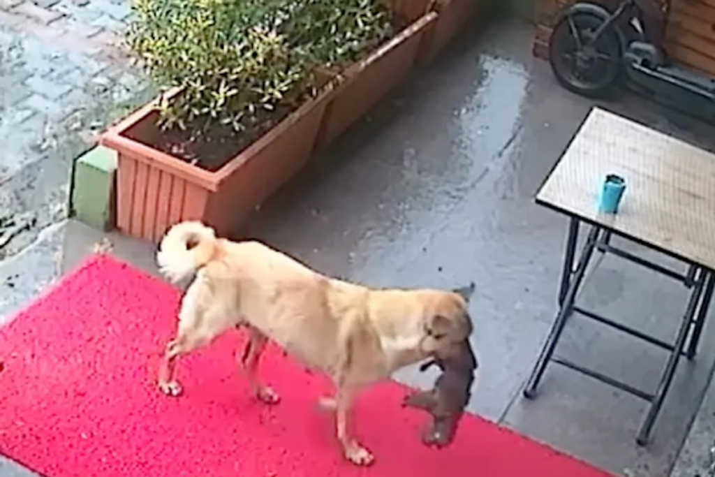 Dog Takes Unconscious Puppy to Veterinary Clinic