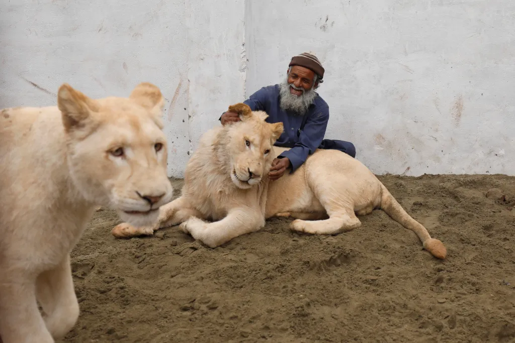 Pakistan Grants Permission to Keep Lions