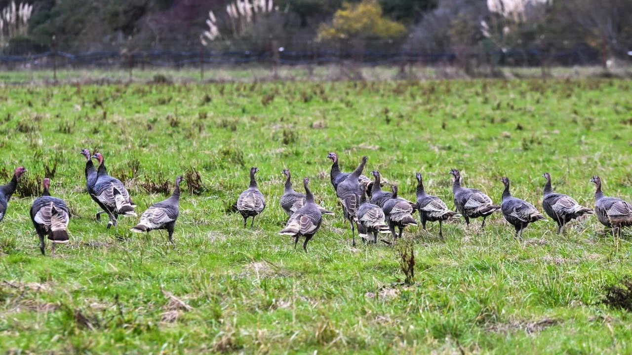 Bird flu detected in Georgia