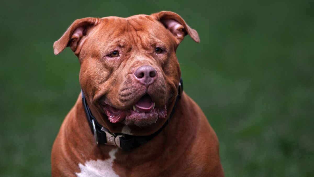 Police Shoot Two XL Bully Dogs 19 Times