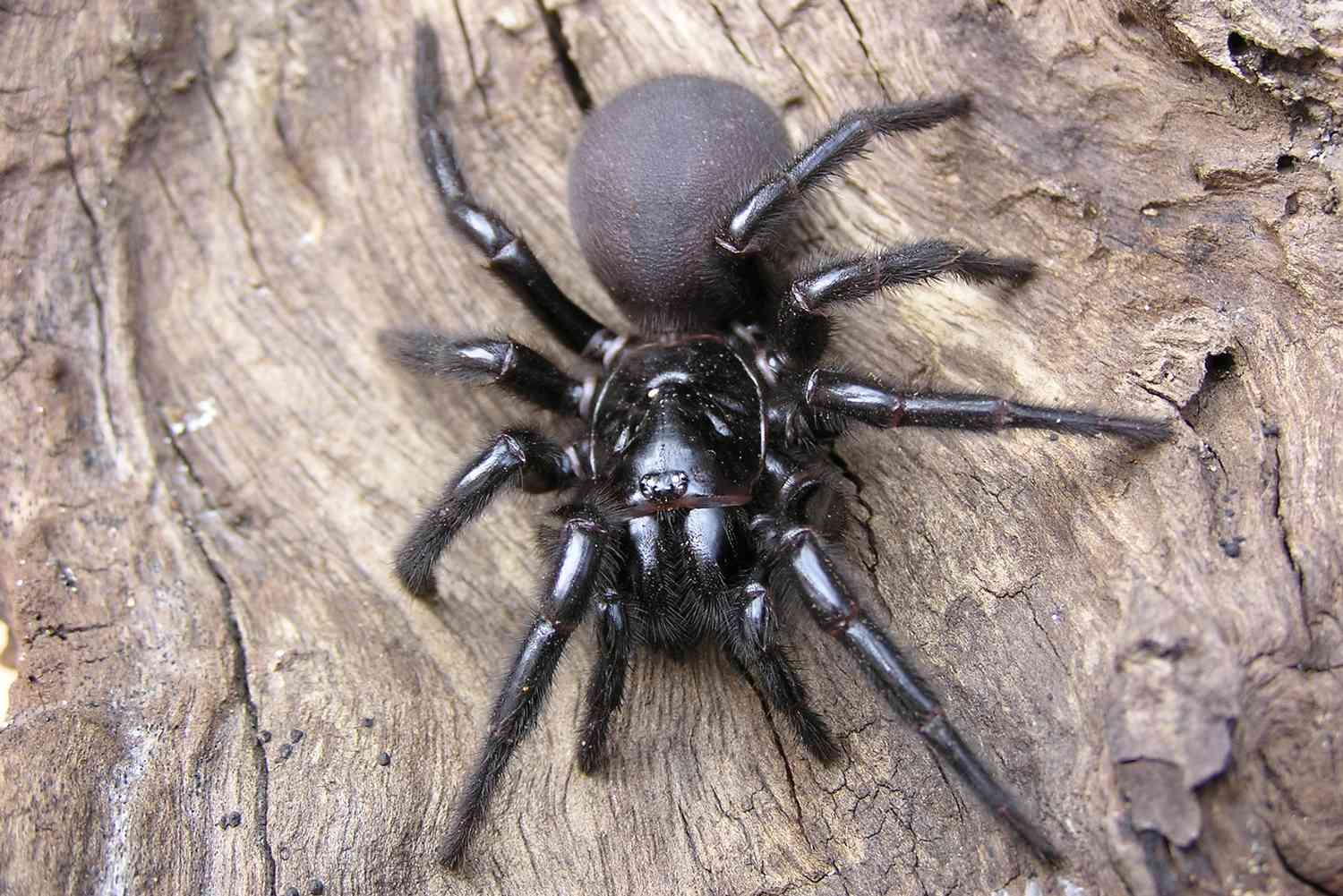 Catch and Donate Deadly Funnel-Web Spiders