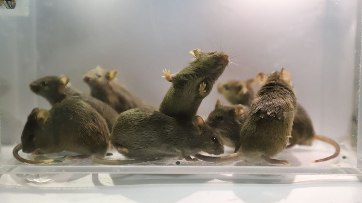 Create Mice Using DNA from Two Males