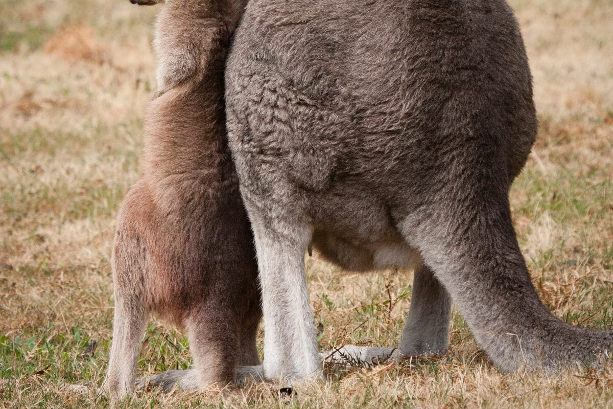 Kangaroo Embryos Created via IVF