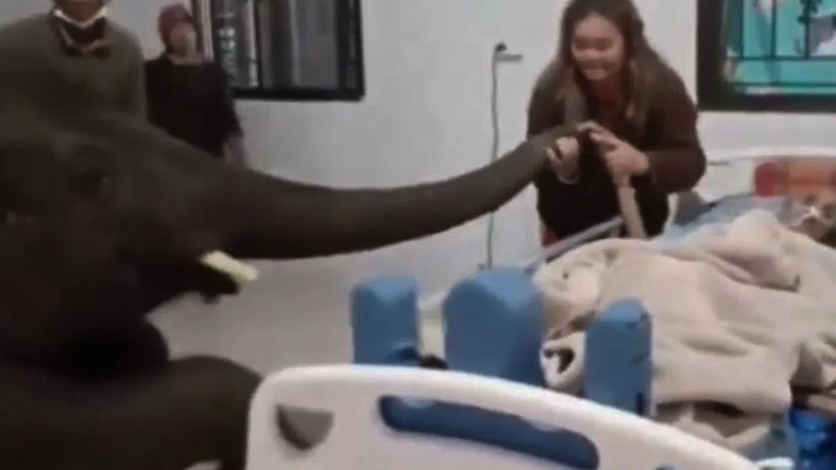 elephant visits hospital