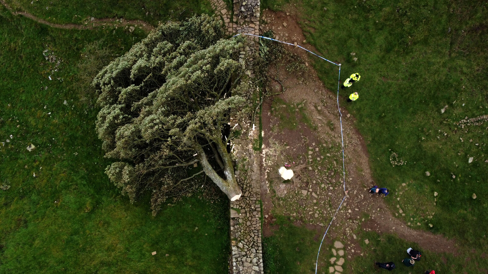 Sycamore Gap tree