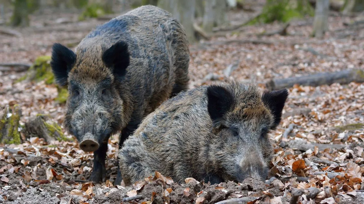 Pigs Illegally Released into Cairngorms