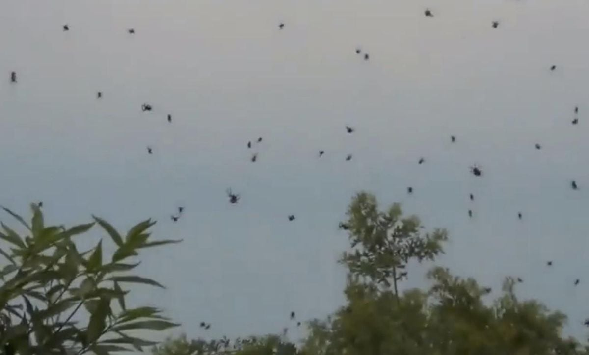 Creatures Rain Down from the Sky in Brazil