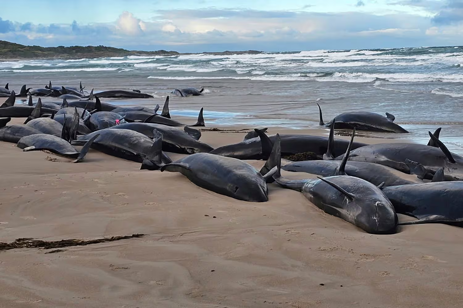 Dolphins Stranded on Australian Beach