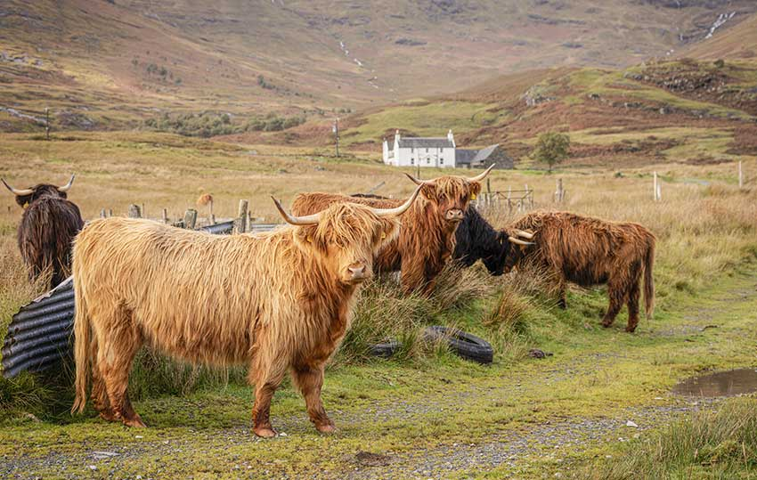 Scottish Highland bull