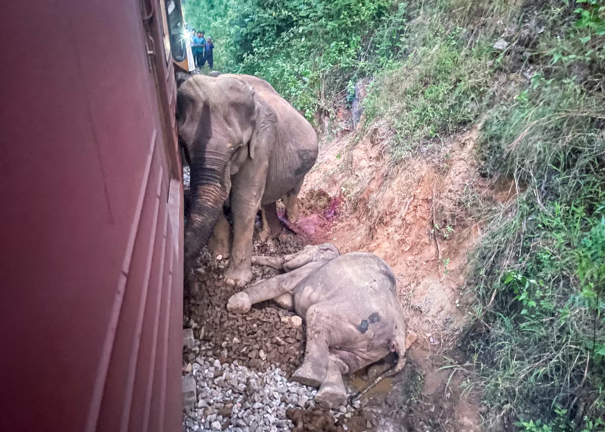 Elephants Killed After Passenger Train Collides with Wild Herd