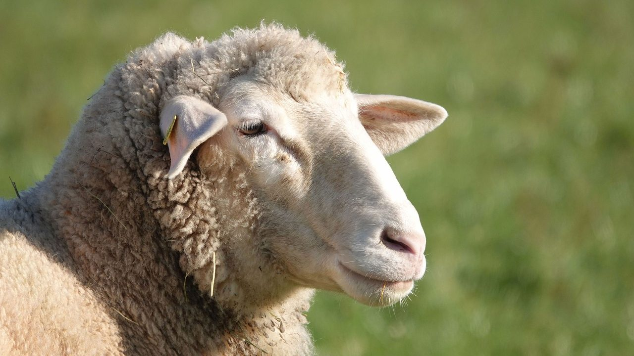 Bird Flu in Sheep