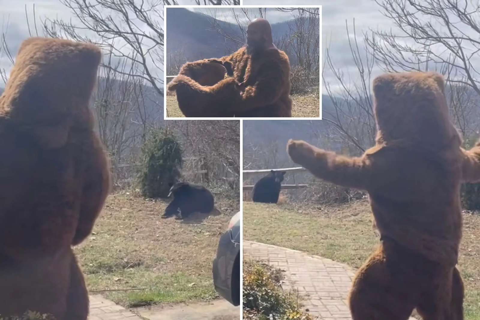 Man Wears Brown Bear Costume to Scare Off Real